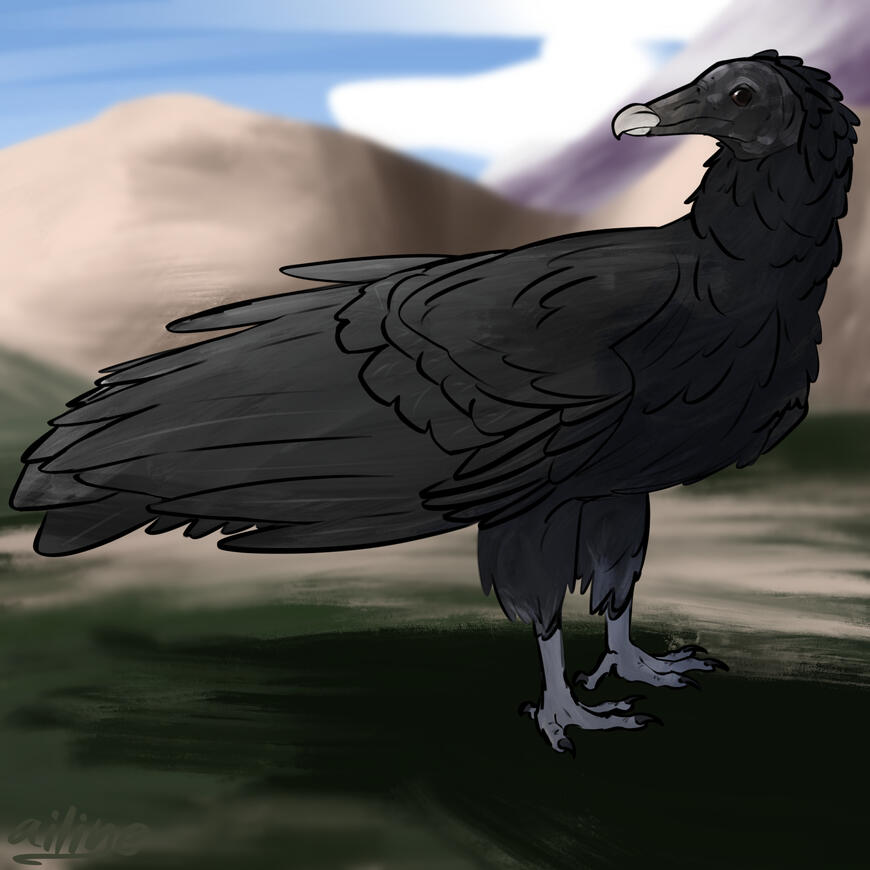 Black Vulture (comm)