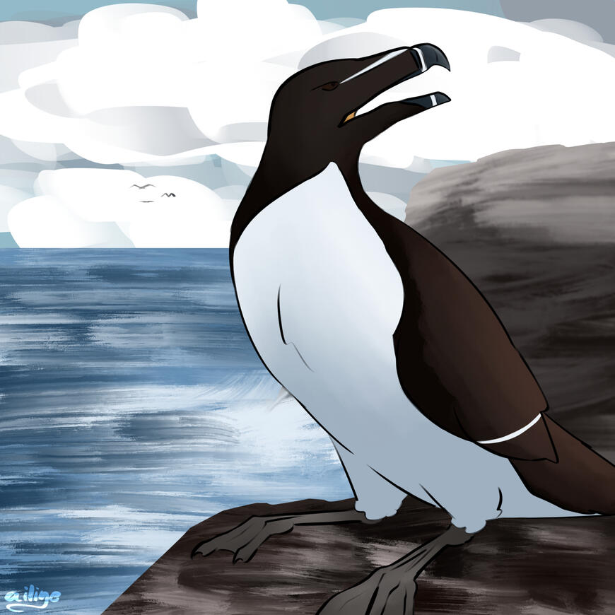 Razorbill (Mar 2026)